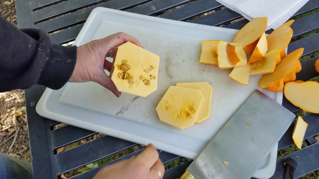 Patty Pan Squash Seed