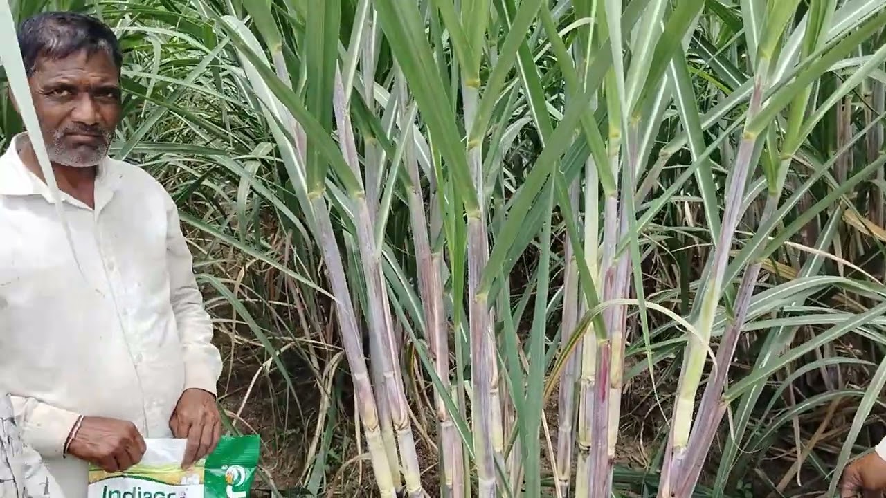  बाळेवाडी तालुका करमाळा ऊस पिकाला आलेला जबरदस्त रिझल्ट 