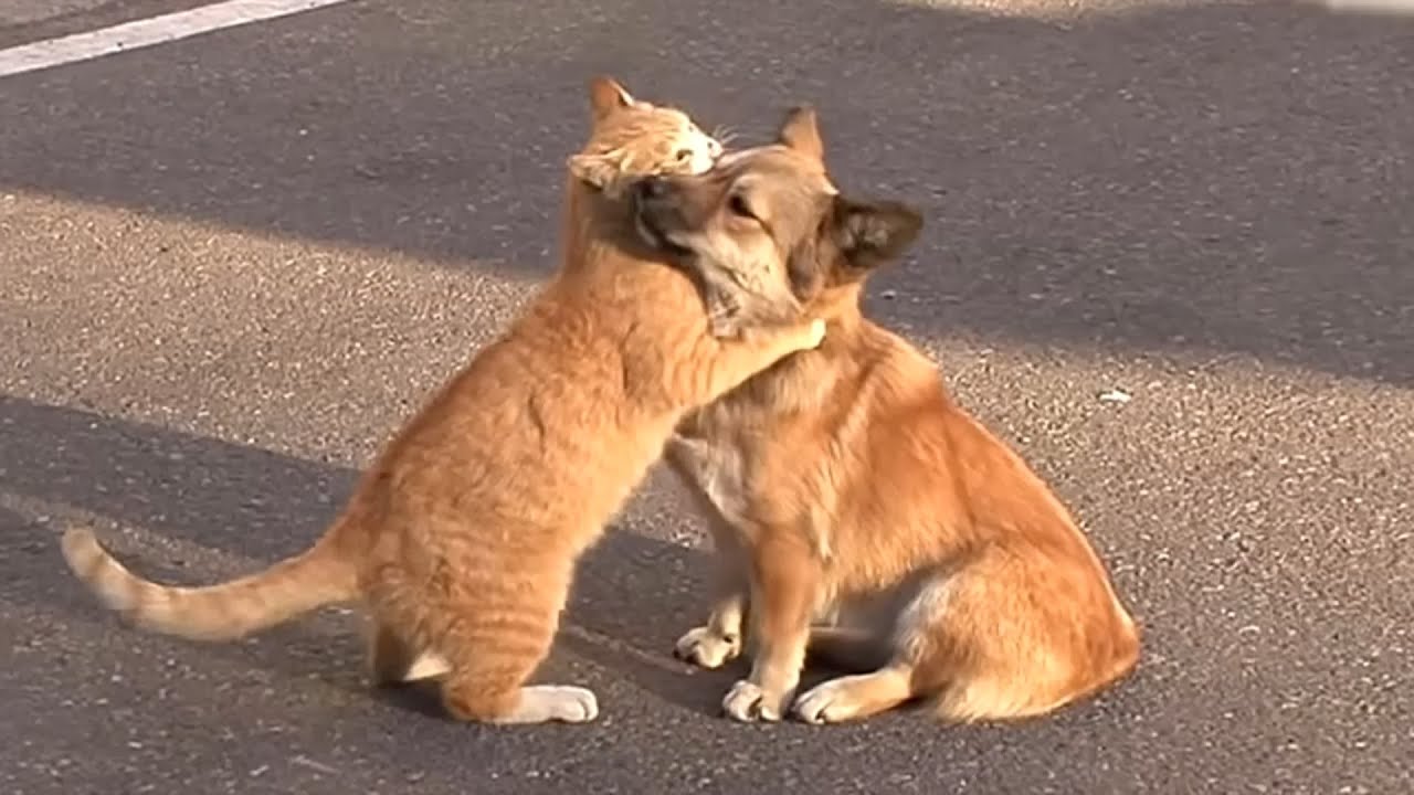 ЭТО СТОИТ УВИДЕТЬ! Кошка утешает щенка, которого выбросили хозяева!