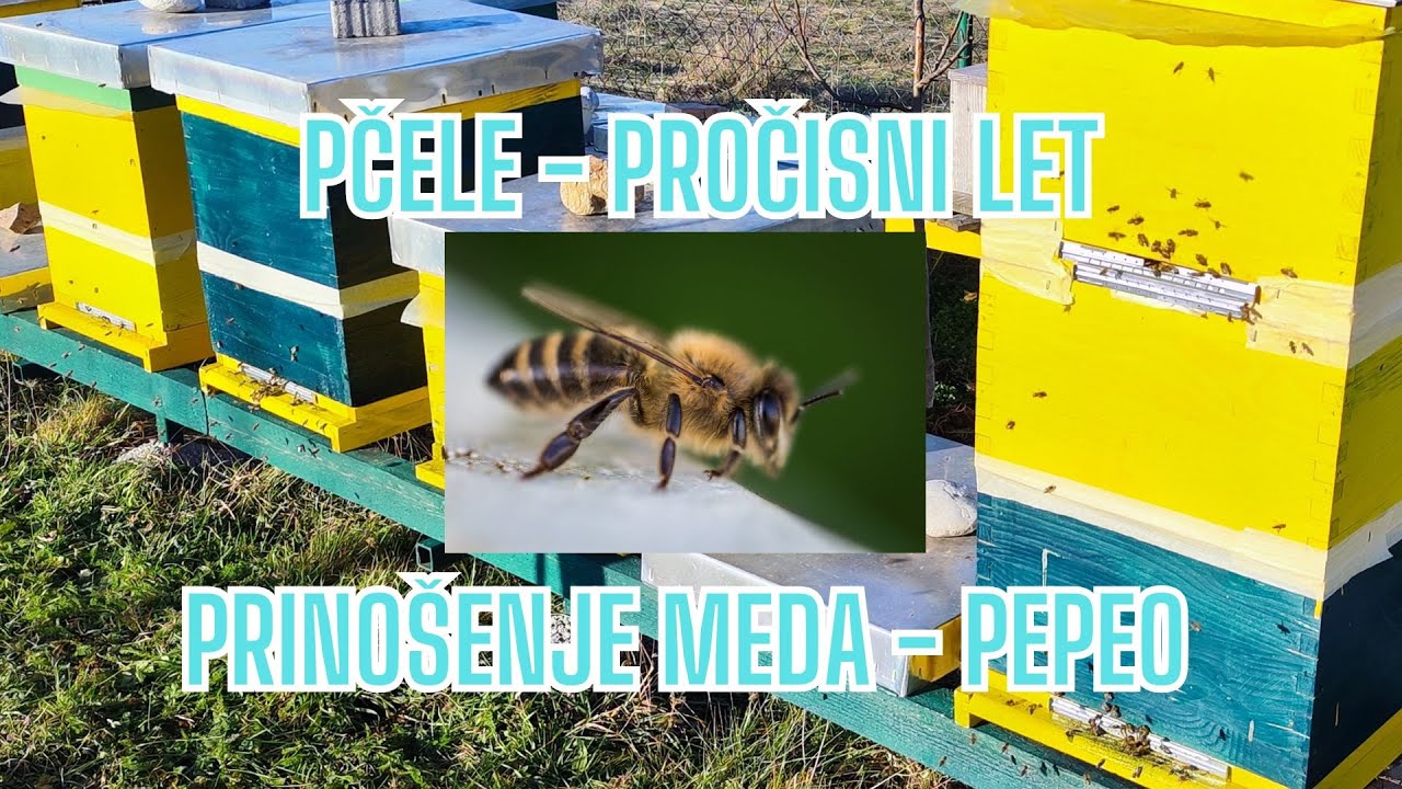 Pčele, pročisni let, prinošenje meda, pepeo #bee #bees #ashes #beecakes #honeytransfer