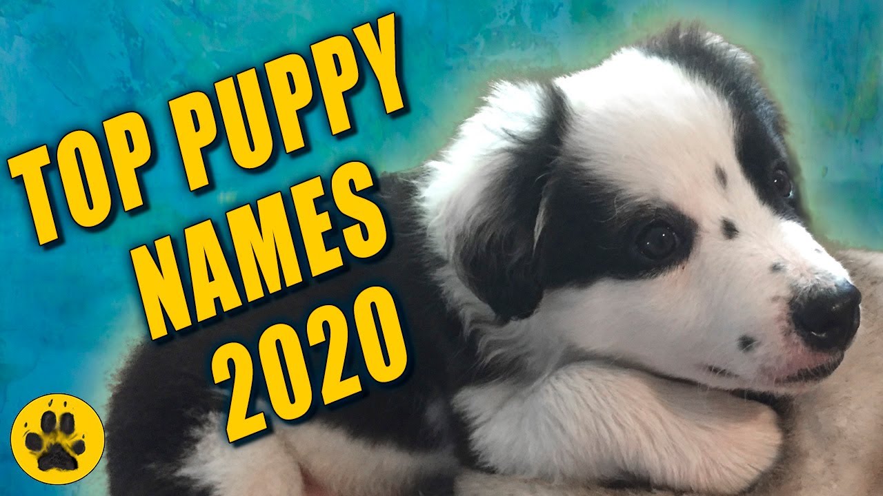 Лучшие имена для щенков 2020 года