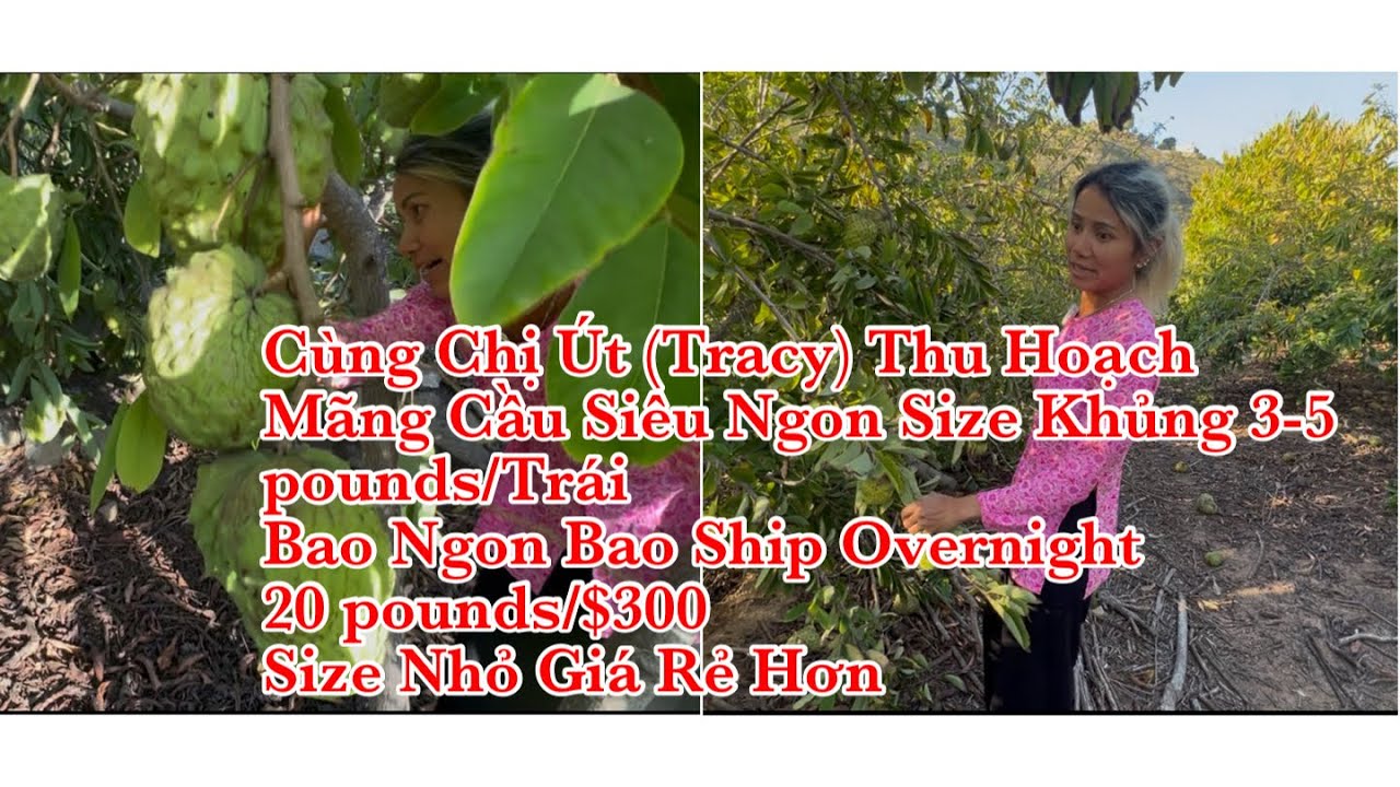 Cùng Chị Út Đi Thu Hoạch Mãng Cầu Bao Ngon Shipping Overnight - Thêm Nhiều Cây Ăn Trái