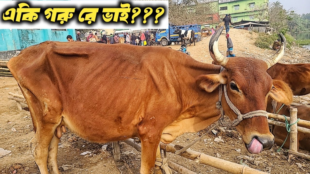 @ আজ মঙ্গলবার ৬/১/২৬ | শুকনো হাড্ডিসার গাভী গরুর দাম | বারবাজার গরুর হাট