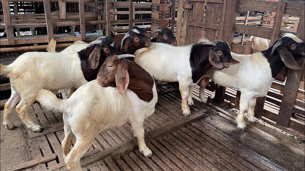 8 em Dê Boer đực giống 40-50 kg, chân to , đòn dày -Trại Dê Cô Nga - 0355546423 - 26/10/25