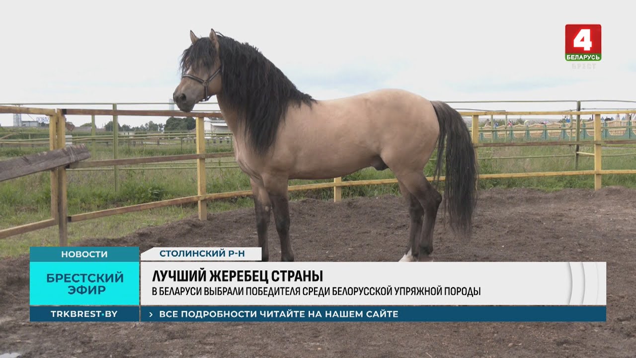 ЛУЧШИЙ ЖЕРЕБЕЦ СТРАНЫ