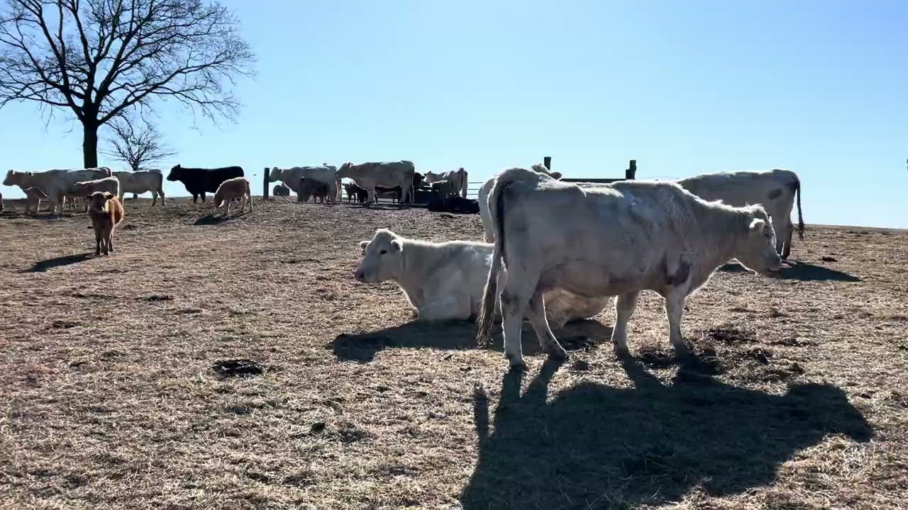 Grazing through drought in Virginia, animal impact on the land