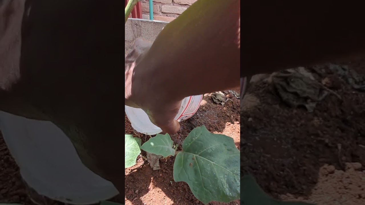 Will This Terra Cotta Irrigation  System Work?