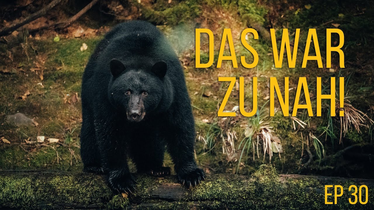 Was tun, wenn dich ein Bär verfolgt? 