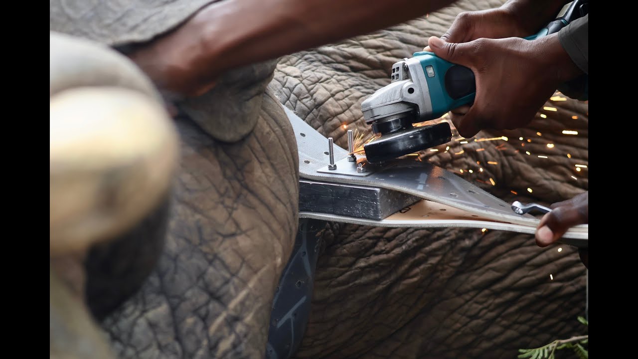 How We Analyse Elephant GPS Collaring Data | Elephants Alive Explained | Dr. Silvia Kirkman