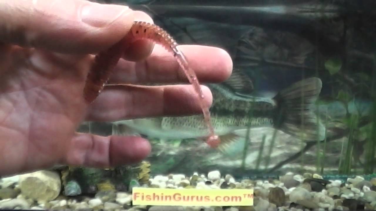 Molix Sator Worm Italian Tackle Review by FishinGurus Chicago Fishing Tackle Bait Store