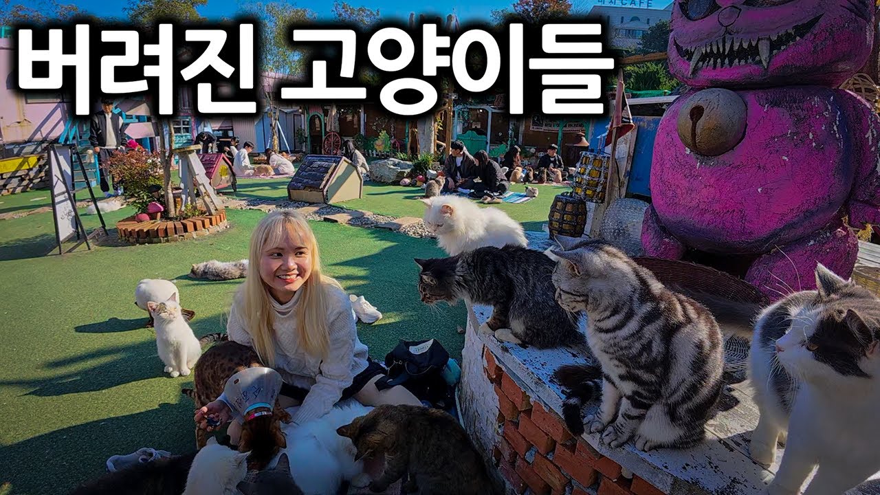 버려진 고양이들을 관리하는 국내 작은 섬마을