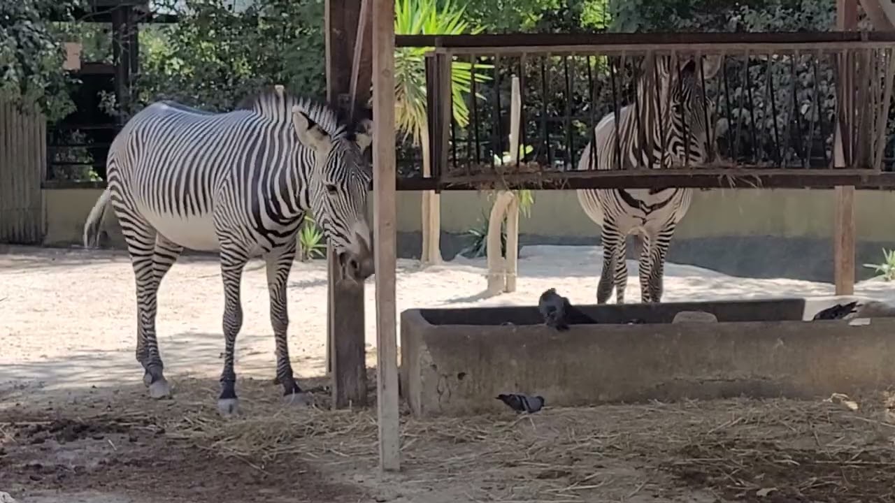 Zebras at Lisbon Zoo [Lisbon 2022][62][m]