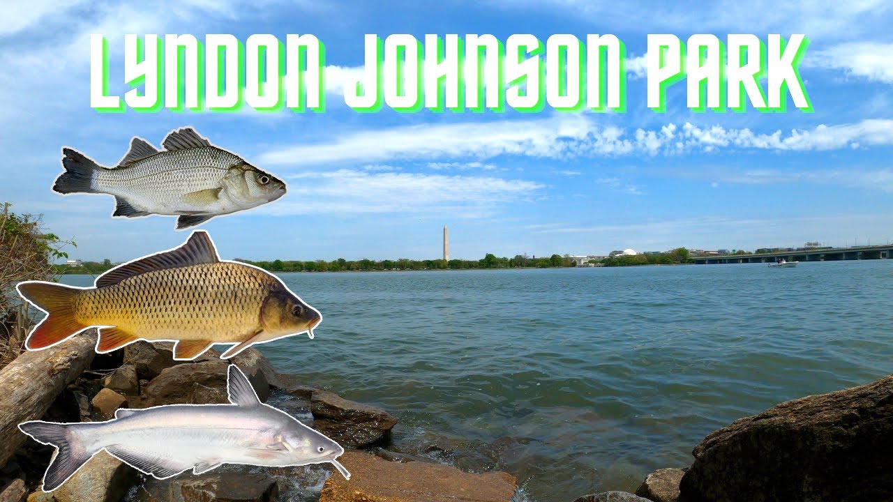 Fishing Lyndon Johnson Park | Potomac River DC (Catfish, White Perch, Carp)