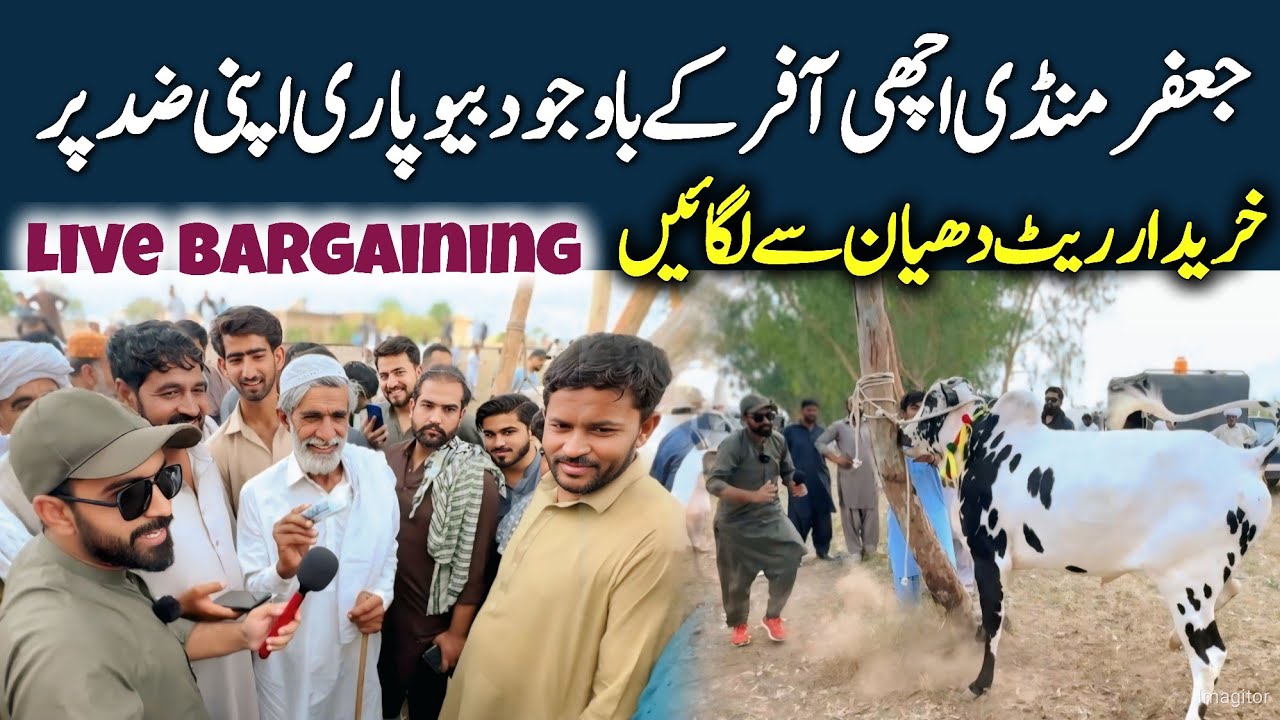 Jaffar Mandi 2025 Part 2 - Live Bargaining Qurbani 2025 - Fatehjangi bull.2025 - Latest Video 2025