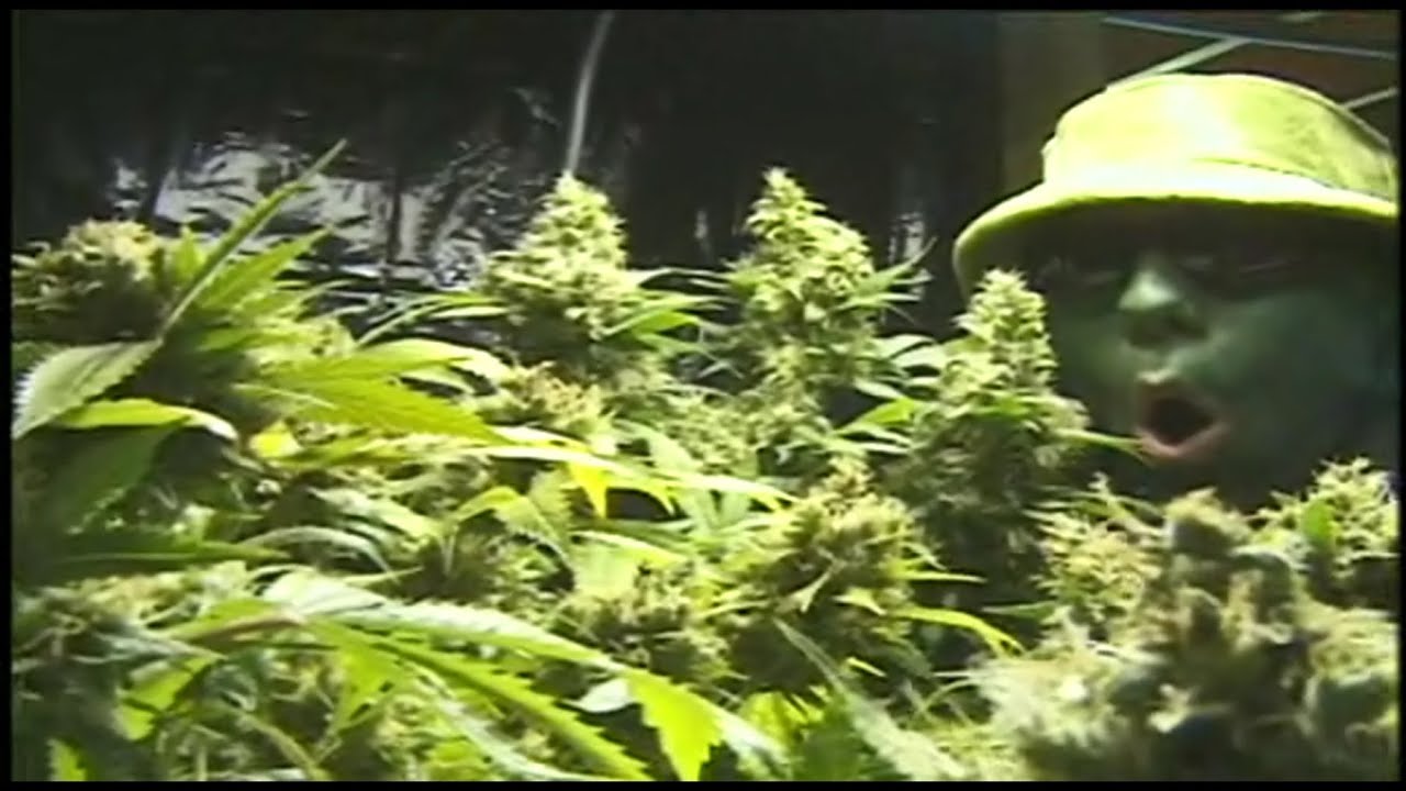 Cannabis Cultivation -  How To - I Grow Chronic By Mr.Green