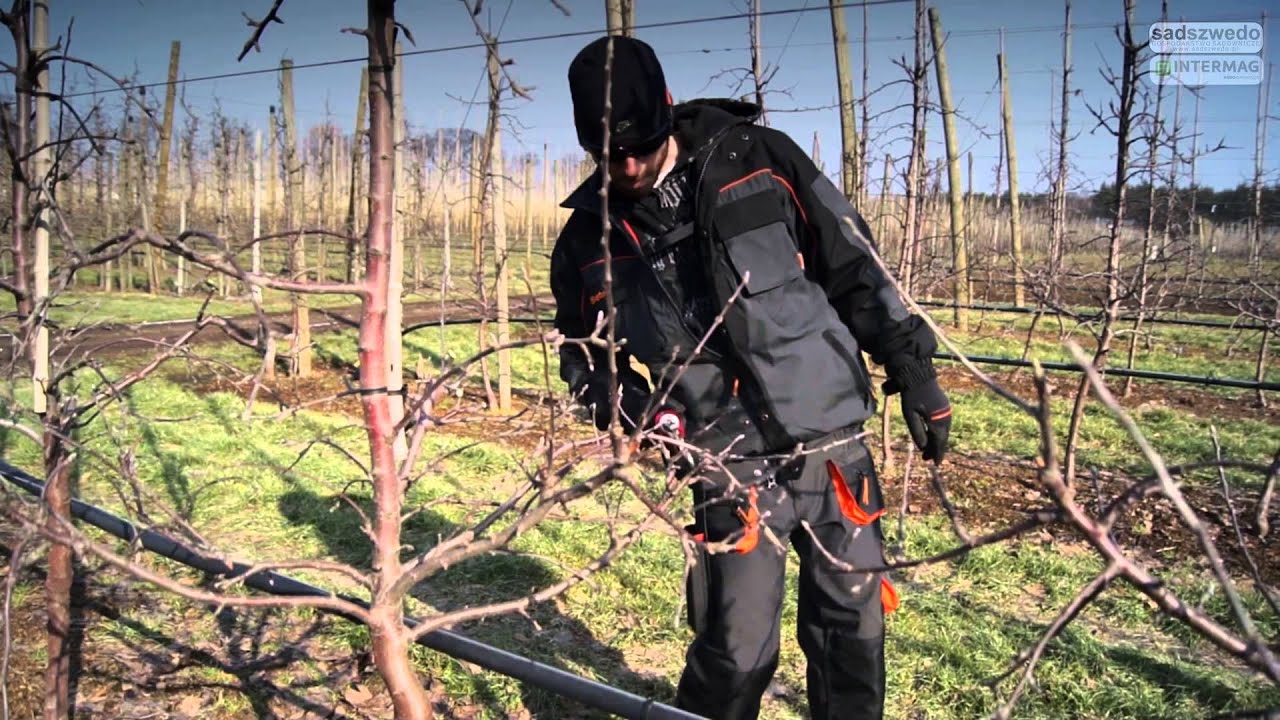 Cięcie sadu - Felco 820&801 - zima 2014 (Pruning apple trees-winter;Obstbau Schnittgeräte )