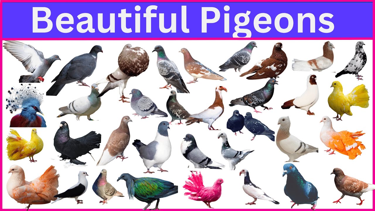 Unbelievable Pigeon Breeds That Will Leave You in Awe