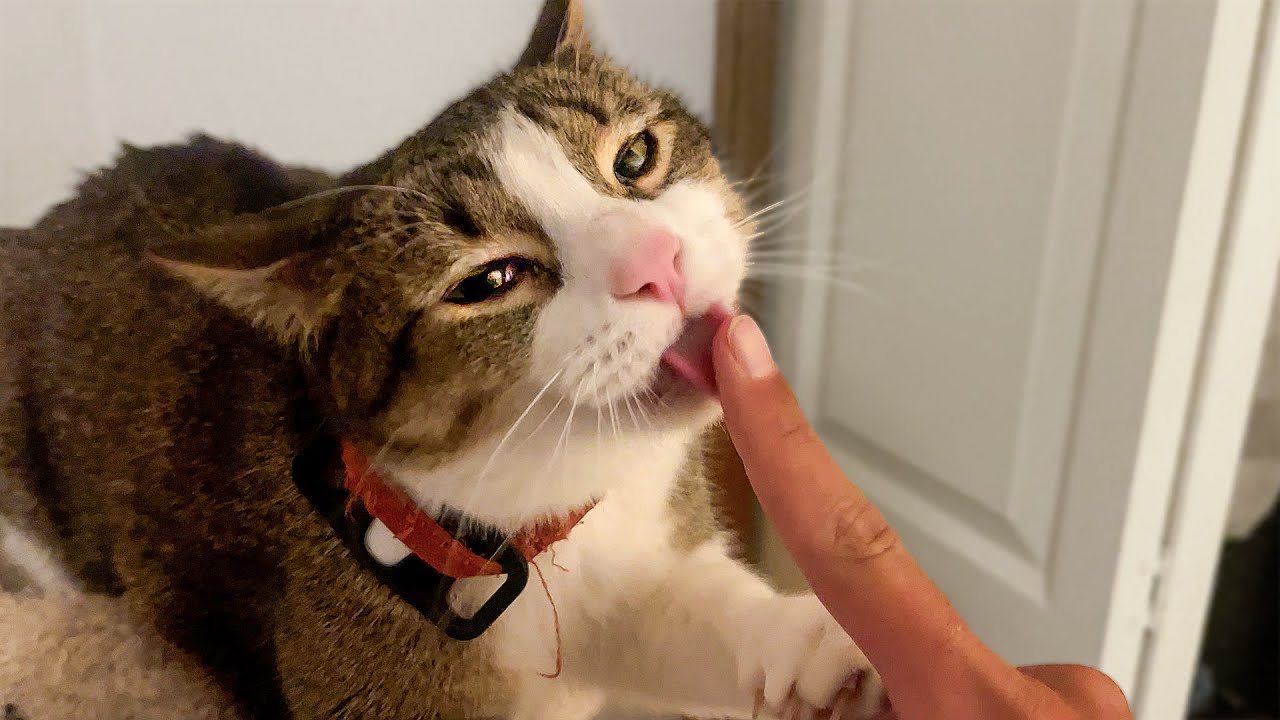Play Fighting With My Weird Ass Cat