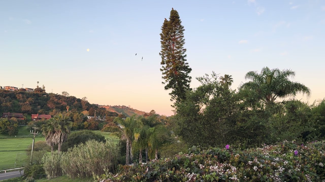 A Backyard Somewhere Morning Moon