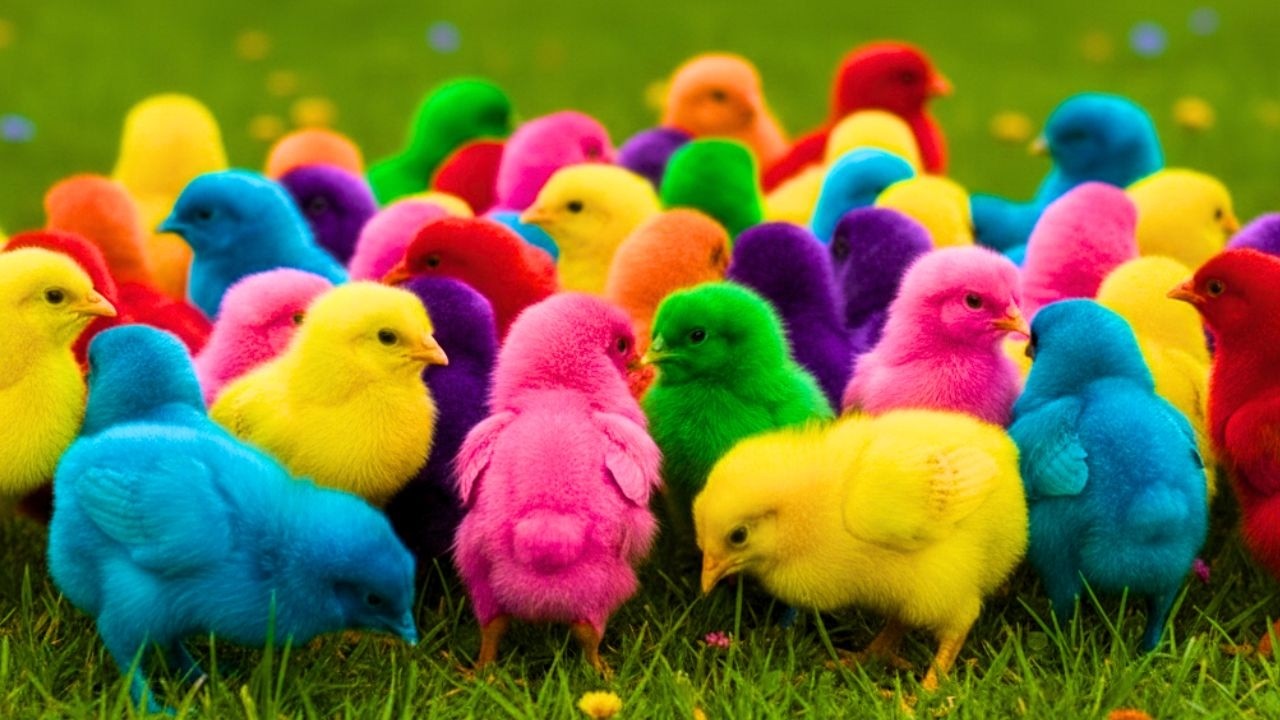 Забавная подборка видео, где куры находят еду повсюду!