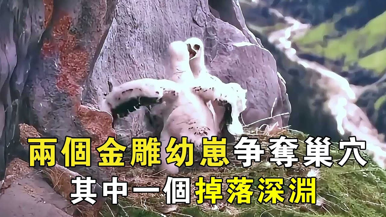 两个金雕幼崽争夺巢穴，其中一个掉落深渊，呼喊妈妈也没有得到回应！【小奶狗觀影】