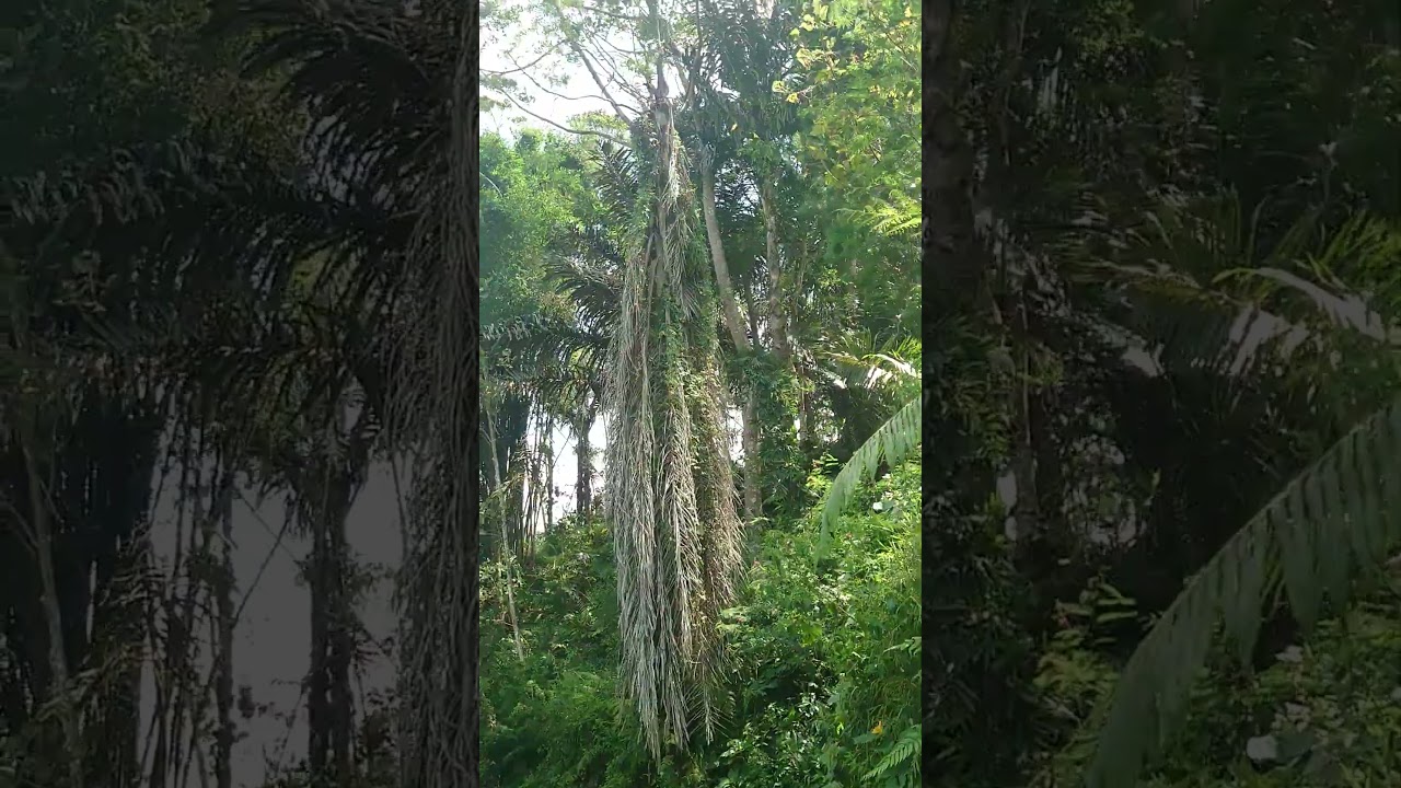 Alamnya Sedang di terpa Angin Kencang 