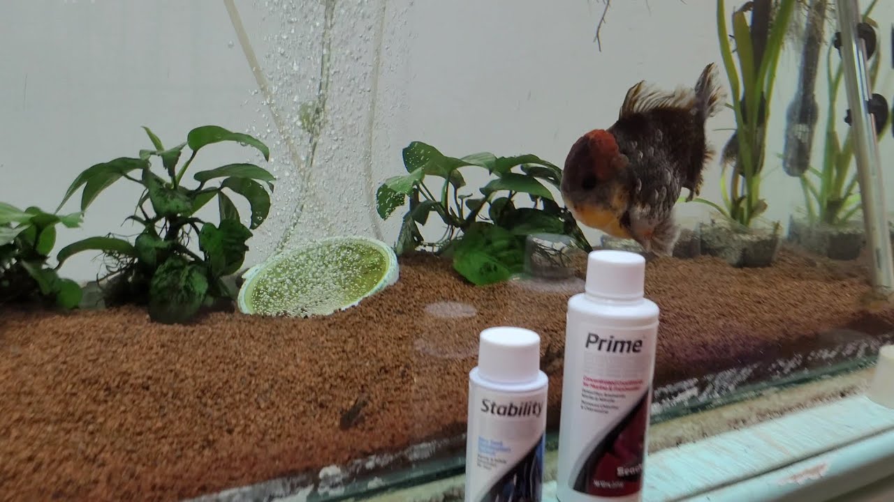 ACONDICIONADOR Y BACTERIAS PARA ACUARIO DE SEACHEM 