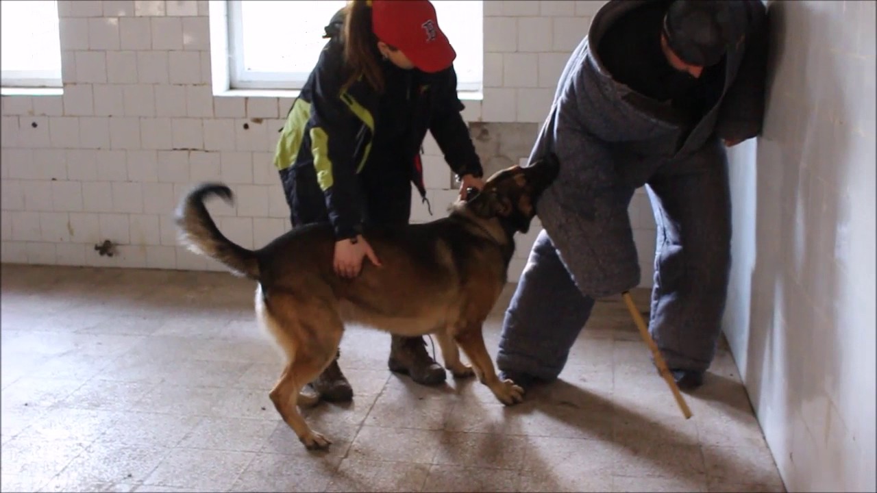 Belgian Malinois suit bite inside training