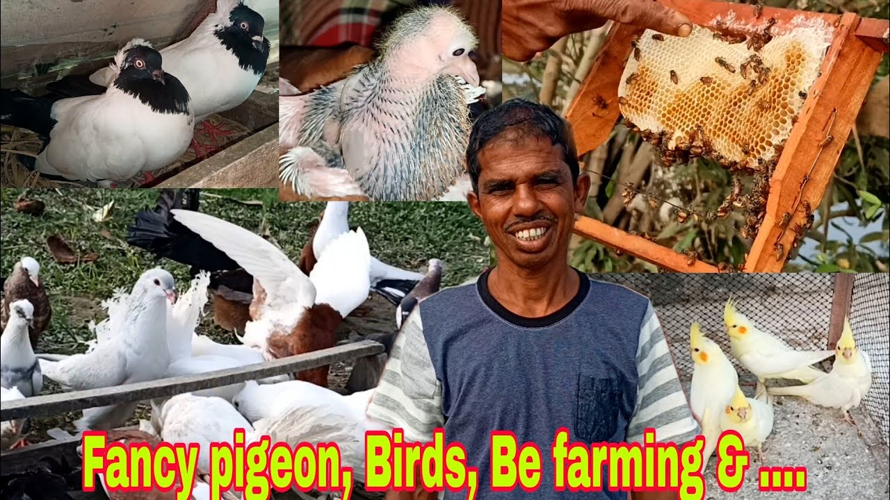 Incredible Fancy Pigeon, Exotic Birds, Be Farming & many more By Rabin ji in Indian Village