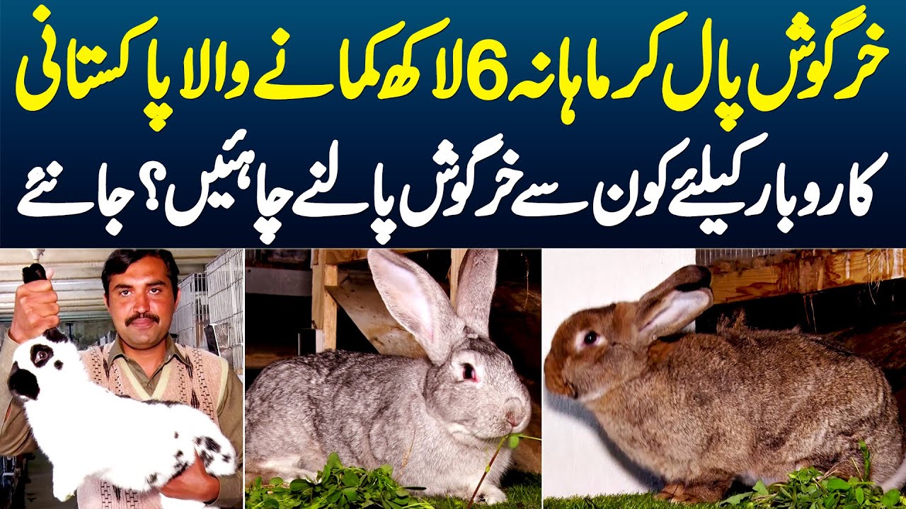 Rabbits Paal Ke Monthly 6 Lakh Kamane Wala Pakistani - Business Ke Liye Konse Rabbits Palne Chahiye?
