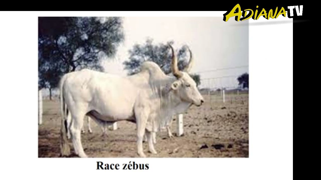 COURS2 DE ZOOTECHNIE : NIVEAU CAP, BT , BTS ET AUSSI POUR LES ÉLEVEURS !( ETHNOLOGIE Race Zébu ).