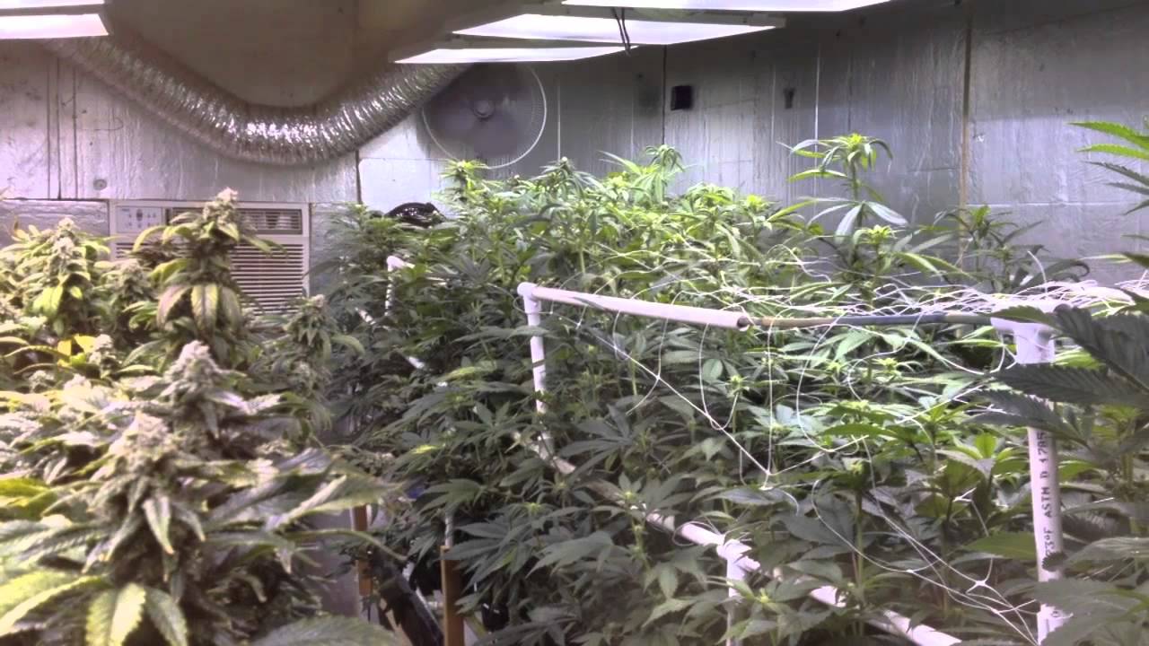 Pinkman Goo - 5000w, 7 strain genetics run, ep2-4, NO Co2, T5 veg