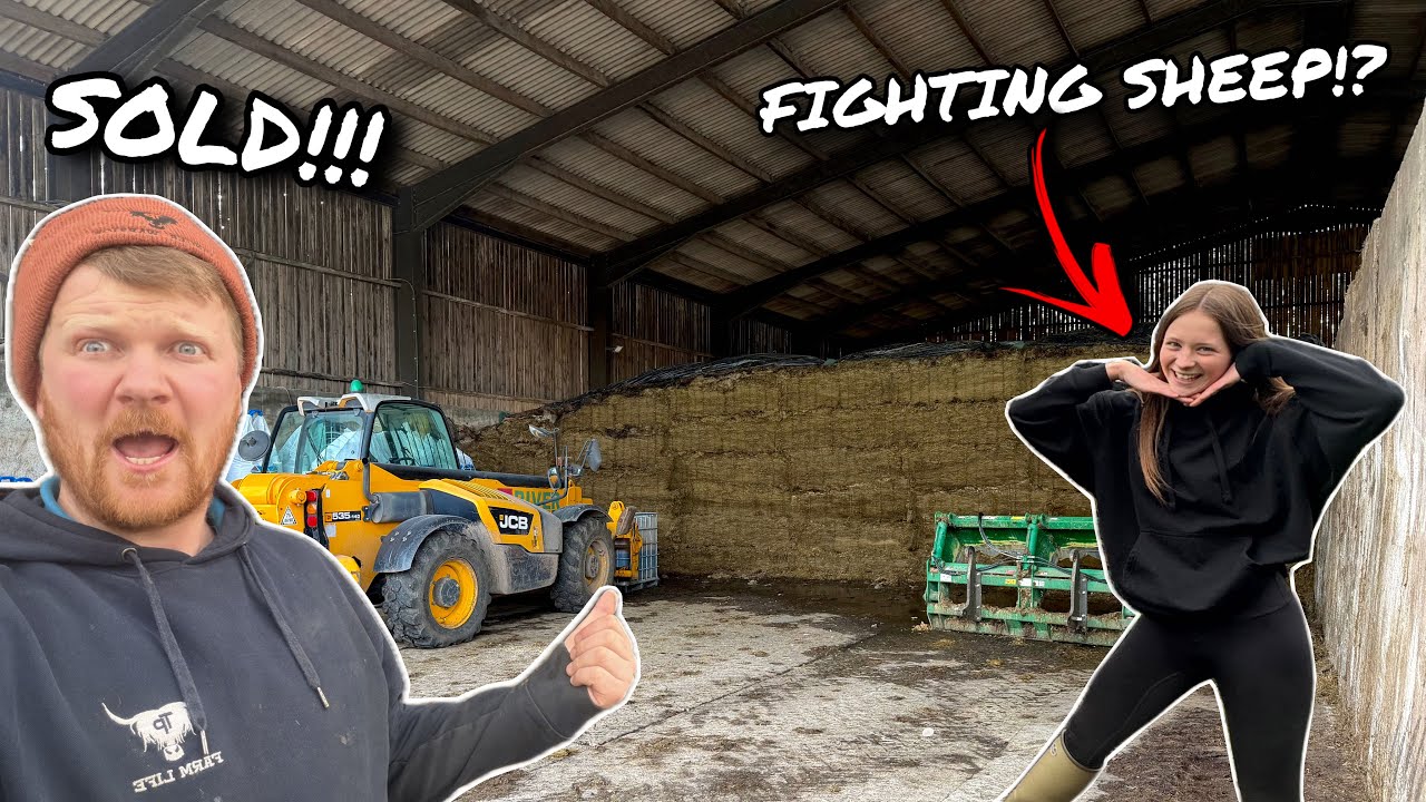 FARM GIRL FIGHTS A SHEEP!?... WE SELL SILAGE + I JUMP IN THE FEEDER!