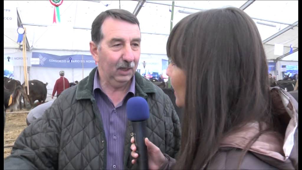 L'arav ha portato la razza Rendena alla fiera di S.Simeone
