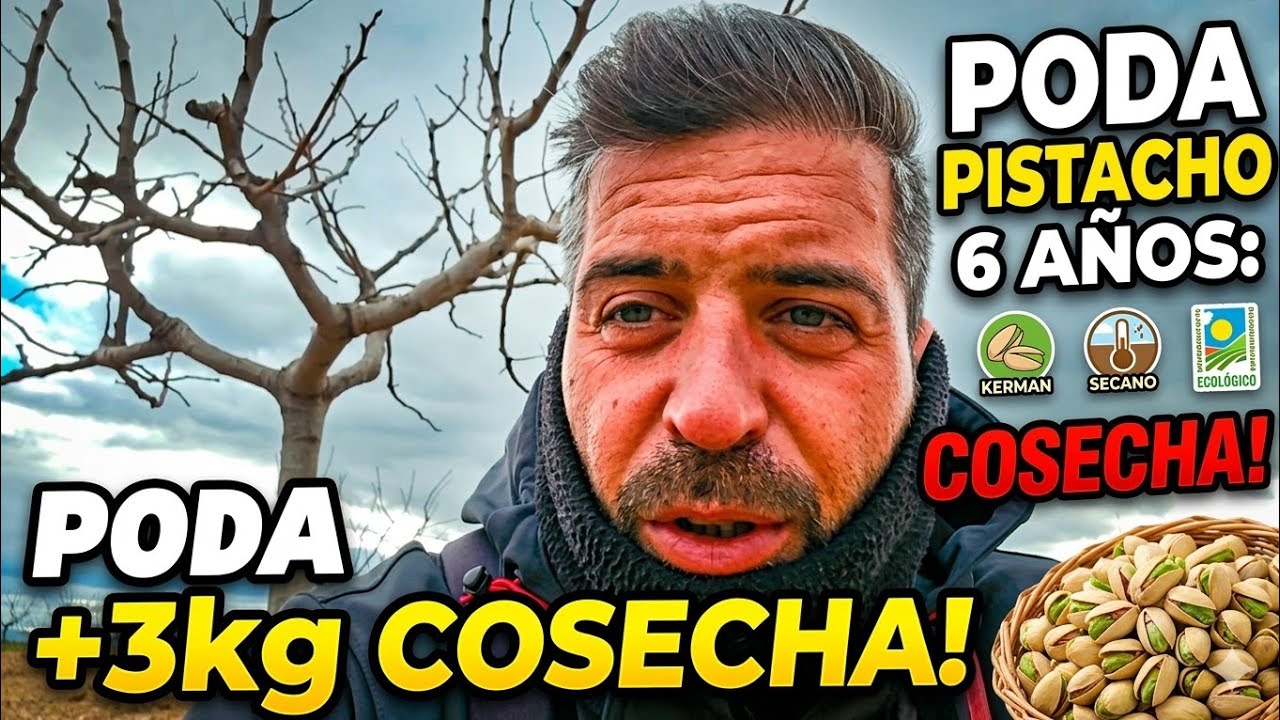 PODA ÁRBOL DE PISTACHO 6 AÑOS, Pistacia Terebinthus - Kerman 