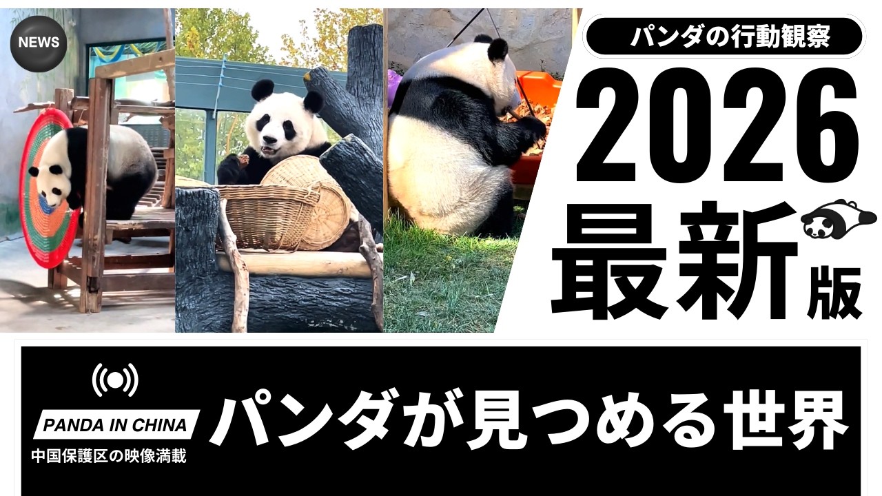 パンダの観察日記 巧巧と星美が教えてくれる日常の幸せ パンダの世界をのぞく行動観察 メスの星美とオスの巧巧がどんな1日を過ごしているのかを記録 #パンダ