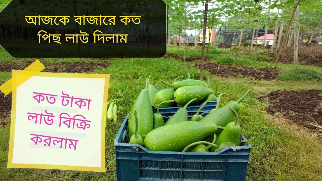 আজকে বাজারে কত পিছ লাউ বিক্রি করলাম 