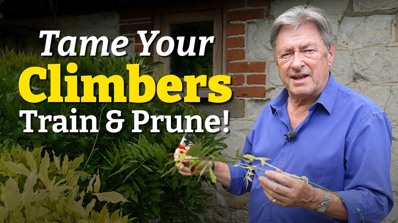How to Train & Prune Climbing Plants: Easy Guide for Wisteria, Roses and Clematis