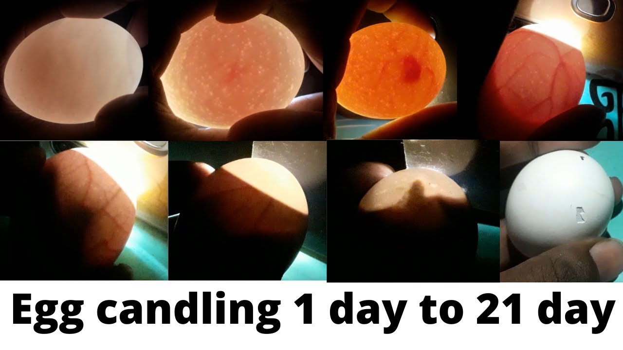 Chicken Egg Candling Day by Day (1&ndash;21) &ndash; Full Incubation Guide
