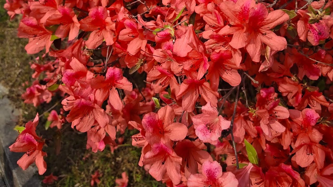 Azalea flower 💐
