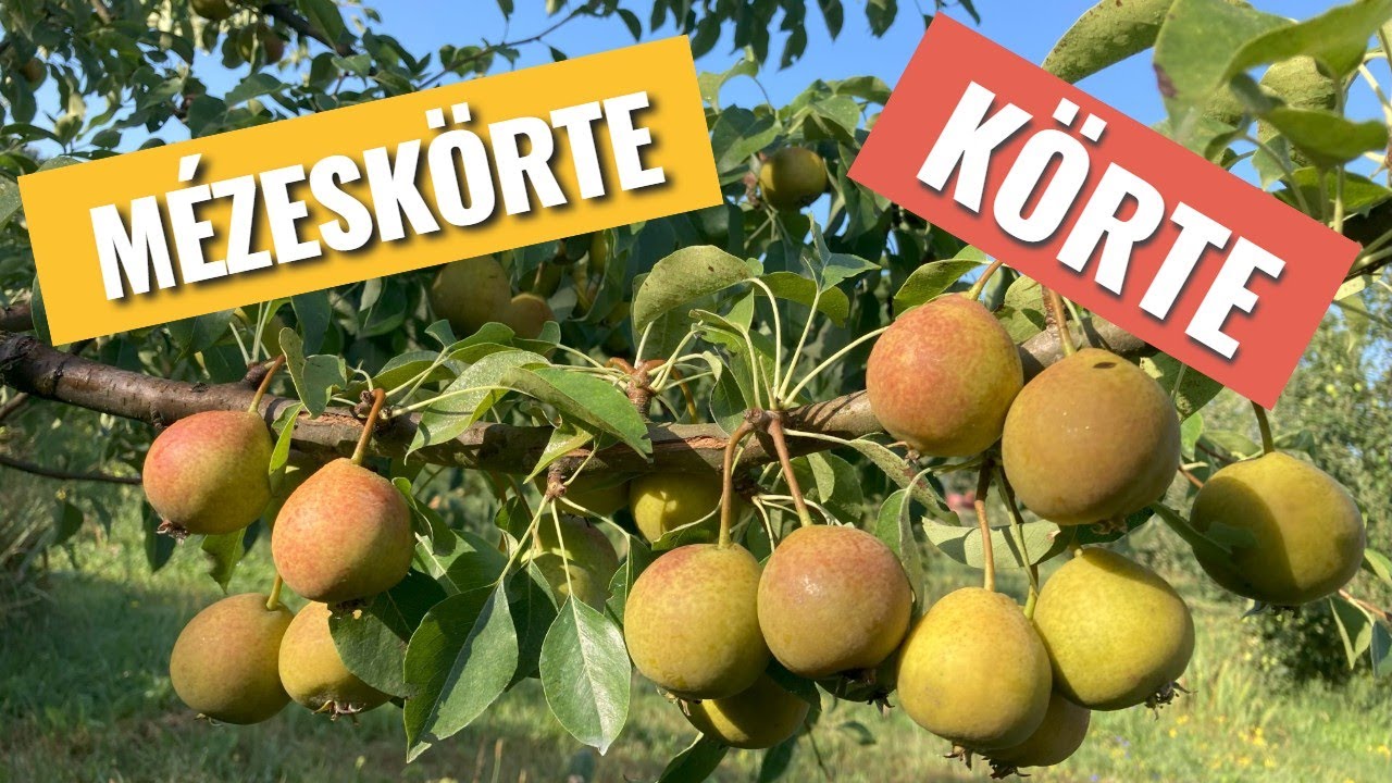 Mézeskörte