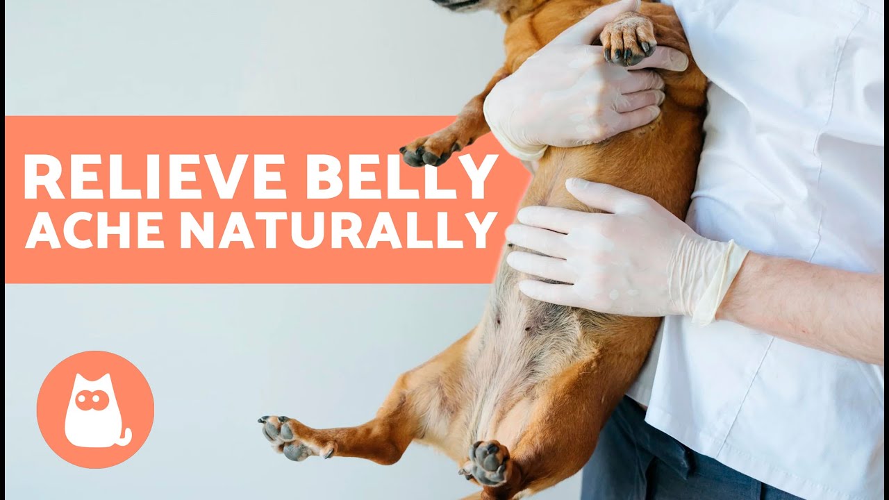7 HOME REMEDIES for STOMACH PAIN in DOGS 🐶✅