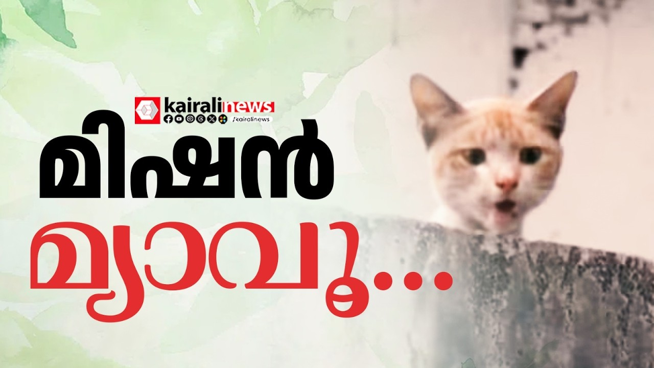 മെട്രോ പില്ലറിൽ പൂച്ച കുടുങ്ങിയ സംഭവം:  രക്ഷാദൗത്യം രാത്ര 11ന് ശേഷം | Cat stuck in Metro pillar