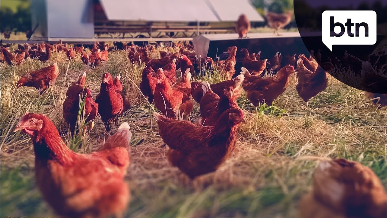 Free Range Chickens - Behind the News