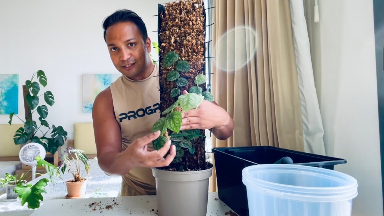 Monstera Dubia Propagation