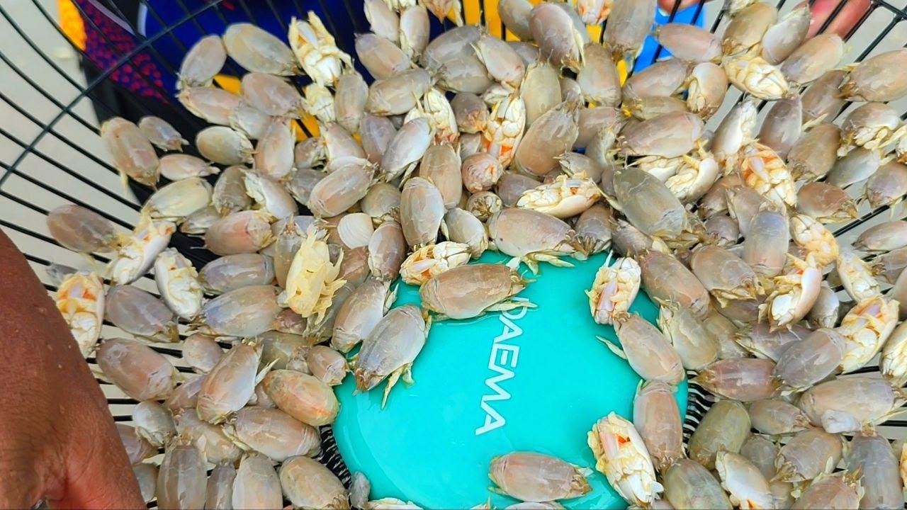 Mencari Yat yat / ibu remis /yuyutuk di Segari Perak - Catch and cook Mole Crabs