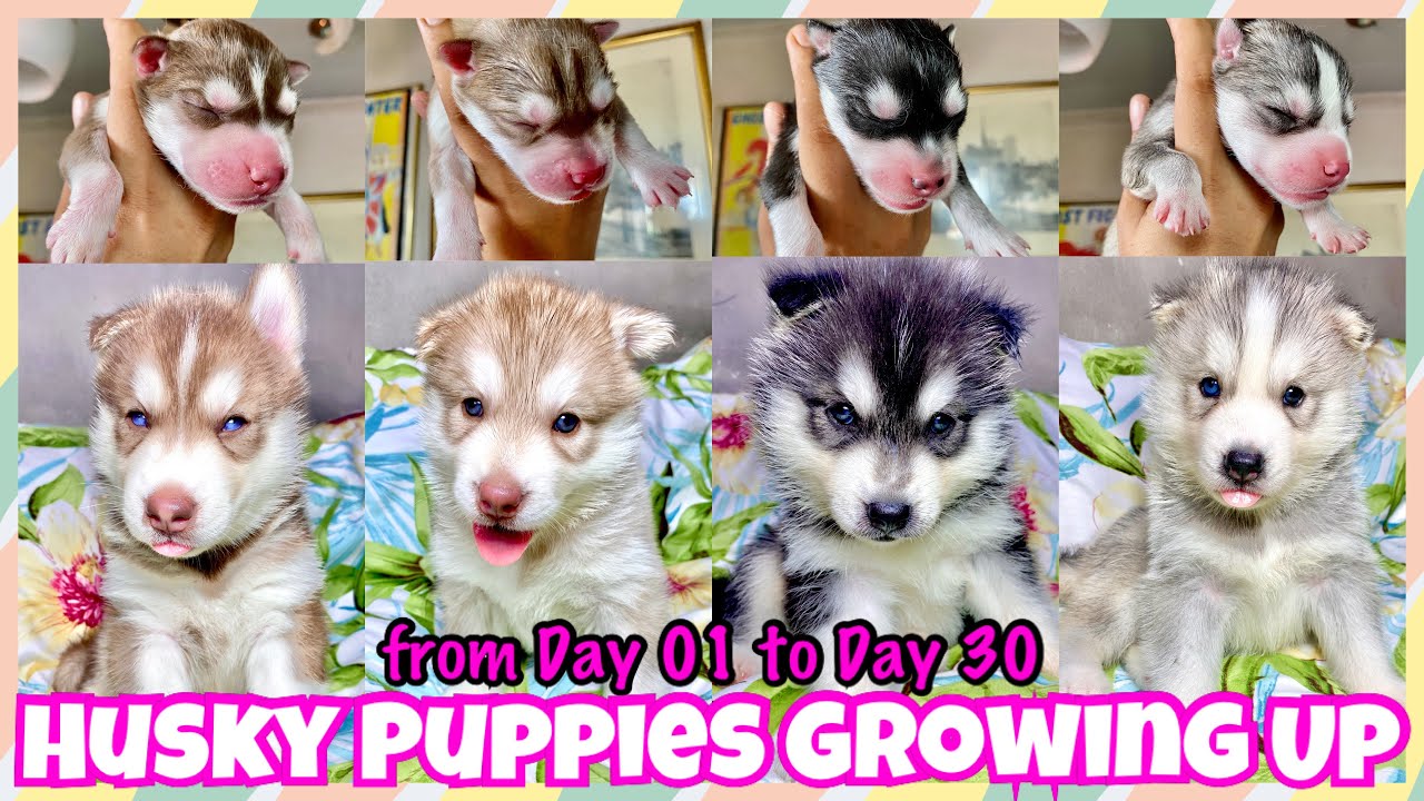 Vlog 027 | Siberian Husky Puppies Growing Up | Daily Development | #HuskySerye Part 4