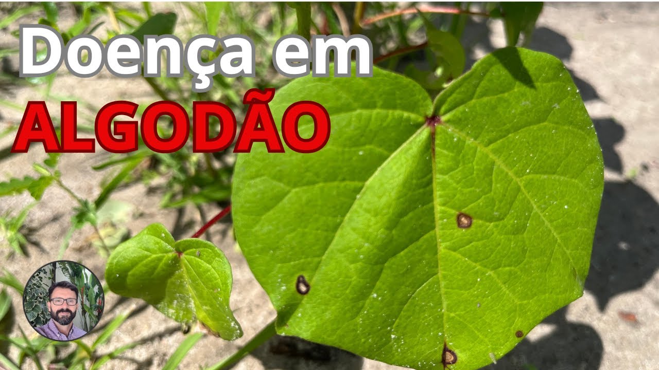 Mancha Alvo no algodoeiro