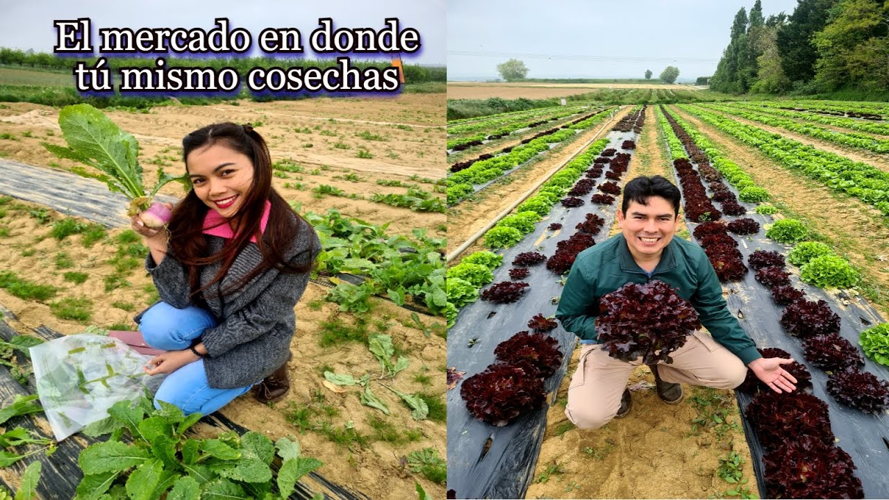 Aquí tú mismo cosechas tus vegetales (Cergy, a las afueras de París)