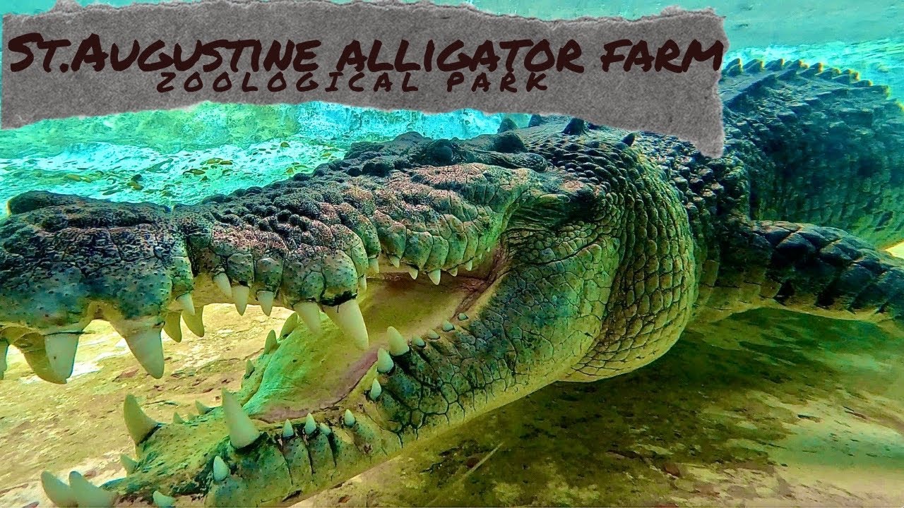 Face to face with a massive Saltwater Crocodile at St. Augustine Alligator Farm and Zoological Park!